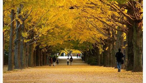 銀杏樹好種嗎|銀杏，風景樹，好種嗎？怎麼種